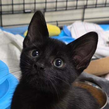 Mikey -  Domestic Short Hair Cat for Adoption in Williston, Florida - Mikey | PetCurious