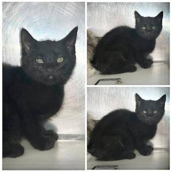 Serrano -  Domestic Short Hair Cat for Adoption in Dublin, Virginia - Serrano | PetCurious