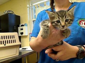 BYLAW -  Domestic Short Hair Cat for Adoption in Cookeville, Tennessee - BYLAW | PetCurious