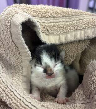 Domestic Short Hair Cats Available for Adoption - 60747268 | PetCurious