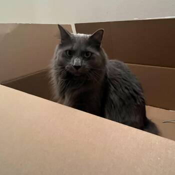 Domestic Long Hair Cats Available for Adoption in Eaton Rapids, Michigan - Nimbus 55978 | PetCurious