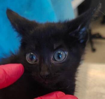 Oats (O20) -  Domestic Short Hair Cat for Adoption in Lafayette, Indiana - Oats (O20) | PetCurious