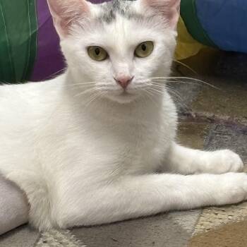Gardenia -  Domestic Short Hair Cat for Adoption in Norwalk, Connecticut - Gardenia | PetCurious