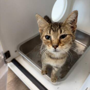 Hailey -  Domestic Medium Hair Cat for Adoption in Portland, Texas - Hailey | PetCurious