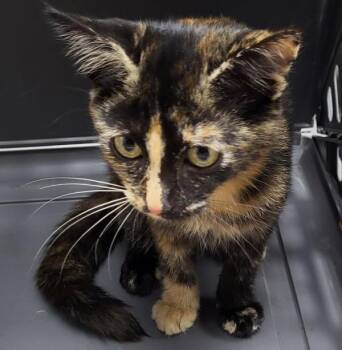 If-08 -  Domestic Short Hair Cat for Adoption in Lawrenceville, Georgia - If-08 | PetCurious