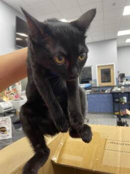 Domestic Short Hair Cats Available for Adoption in Palmetto, Florida - A136098 | PetCurious