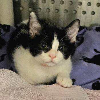 Horizon -  Domestic Short Hair Cat for Adoption in Oakland, California - Horizon | PetCurious
