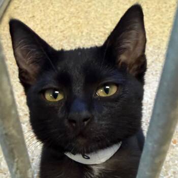 Domestic Short Hair Cats Available for Adoption - Cashew | PetCurious