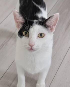 Domestic Short Hair Cats Available for Adoption - Milky Way 306542 | PetCurious