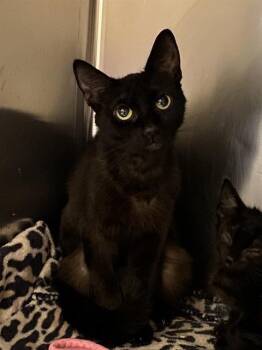 A610636 -  Domestic Short Hair Cat for Adoption in Modesto, California - A610636 | PetCurious