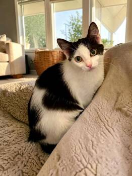 Nebula -  Domestic Short Hair Cat for Adoption in Champaign, Illinois - Nebula | PetCurious