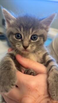 Astrid -  Domestic Short Hair Cat for Adoption in Ferndale, Michigan - Astrid | PetCurious