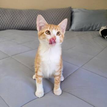 Banjo -  Domestic Short Hair Cat for Adoption in Fort Worth, Texas - Banjo | PetCurious