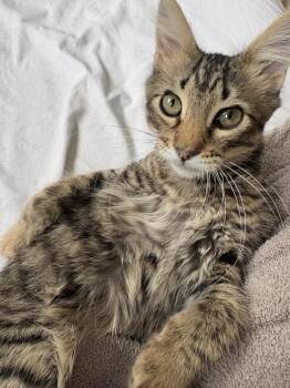 Domestic Medium Hair and Tabby Cats Available for Adoption - Fiero | PetCurious