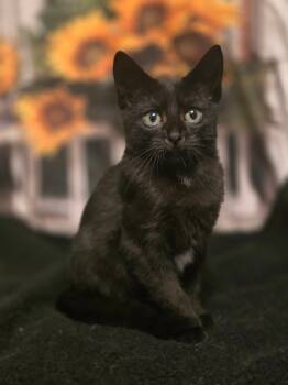 Rescue Domestic Short Hair Cats for Adoption in Miami, Oklahoma - Warden | PetCurious