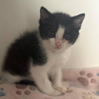 Domestic Medium Hair Cats Available for Adoption in San Pablo, California - Pluto | PetCurious