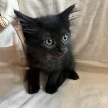 Evie -  Domestic Medium Hair and Domestic Short Hair Cat for Adoption in Janesville, Wisconsin - Evie | PetCurious