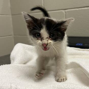 Auggie -  Domestic Short Hair Cat for Adoption in Bristol, Indiana - Auggie | PetCurious