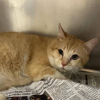 Icarus -  Domestic Short Hair Cat for Adoption in Edinburg, Texas - Icarus | PetCurious