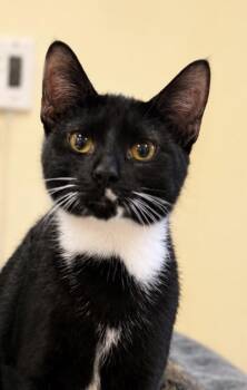 Dulcerina -  Domestic Short Hair Cat for Adoption in West Chester, Pennsylvania - Dulcerina | PetCurious