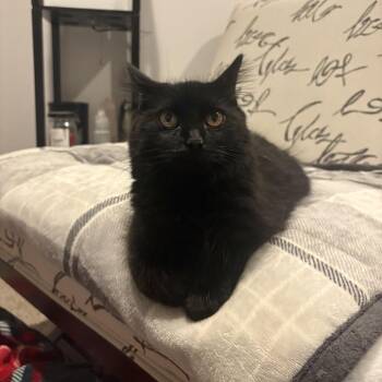 Purrito -  Domestic Medium Hair Cat for Adoption in South Elgin, Illinois - Purrito | PetCurious