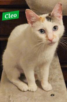 Cleo -  Domestic Short Hair Cat for Adoption in Manchester, Tennessee - Cleo | PetCurious