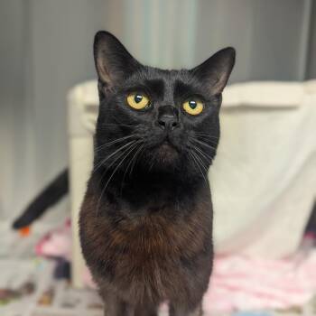 Domestic Short Hair Cats Available for Adoption in Hendersonville, North Carolina - Galaxy | PetCurious
