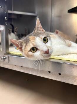 Opportunity -  Domestic Short Hair Cat for Adoption in Mineral, Virginia - Opportunity | PetCurious