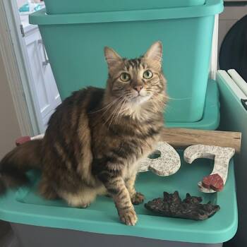 Nutmeg -  Domestic Long Hair Cat for Adoption in Lenexa, Kansas - Nutmeg | PetCurious