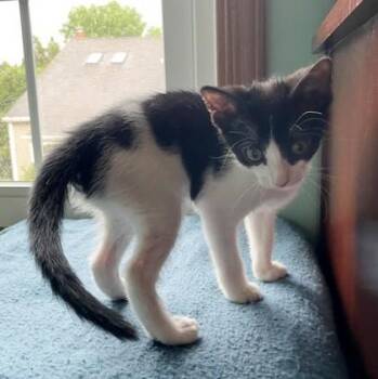 Michelle -  Domestic Short Hair Cat for Adoption in Wheaton, Illinois - Michelle | PetCurious