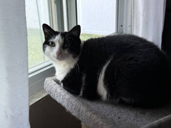 Rescue Tuxedo Cats for Adoption in Fenton, Missouri - Gibby | PetCurious
