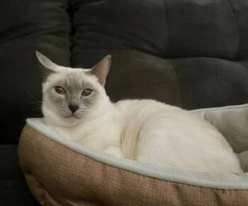 Rescue Siamese Cats for Adoption in Cuyahoga Falls, Ohio - Calypso | PetCurious