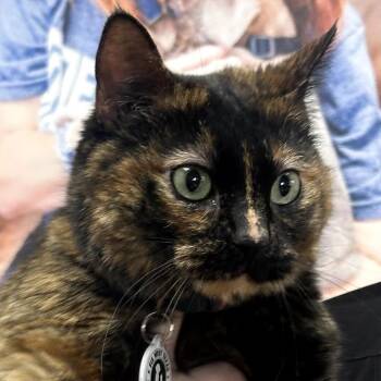 Domestic Medium Hair and Domestic Short Hair Cats Available for Adoption - Snickers | PetCurious