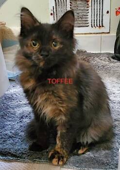Toffee - COURTESY POST -  Domestic Long Hair Cat for Adoption in Fowlerville, Michigan - Toffee - COURTESY POST | PetCurious