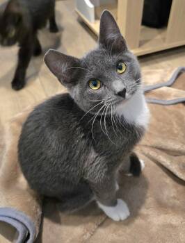 Rex -  Domestic Short Hair Cat for Adoption in Vancouver, Washington - Rex | PetCurious