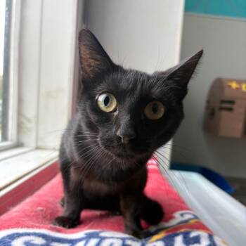 Eclipse -  Domestic Short Hair Cat for Adoption in West Des Moines, Iowa - Eclipse | PetCurious