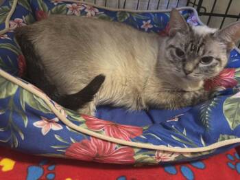 Paige -  Domestic Short Hair and Siamese Cat Available for Adoption in Hamilton, Ontario - Paige | PetCurious