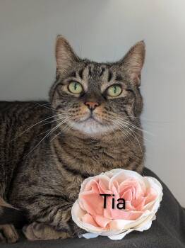 Tia -  Domestic Short Hair Cat for Adoption in Flint, Michigan - Tia | PetCurious