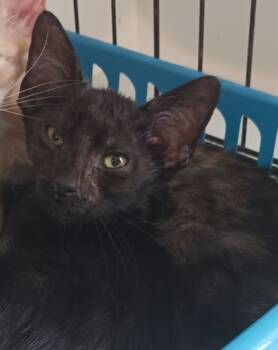 Rescue Domestic Short Hair Cats for Adoption in West Memphis, Arkansas - Reagan | PetCurious