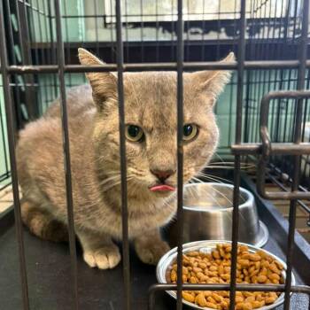Domestic Medium Hair Cats Available for Adoption in Gadsden, Alabama - Moonshine | PetCurious