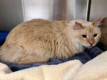 Domestic Short Hair Cats Available for Adoption in Fort Worth, Texas - Tofu | PetCurious