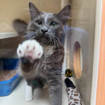 Finney -  Domestic Medium Hair Cat for Adoption in Kent, Washington - Finney | PetCurious