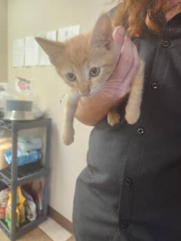 Bulbasaur -  Domestic Short Hair Cat for Adoption in Mocksville, North Carolina - Bulbasaur | PetCurious