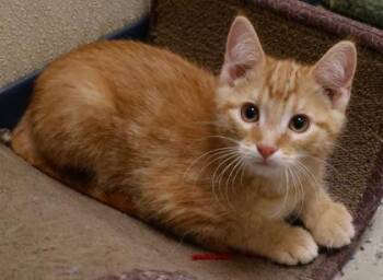 Dorito -  Domestic Short Hair Cat for Adoption in Verona, Wisconsin - Dorito | PetCurious