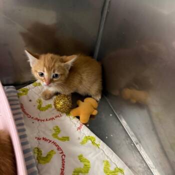 Mardi -  Domestic Short Hair Cat for Adoption in Durango, Colorado - Mardi | PetCurious