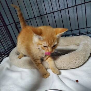 Merry -  Domestic Short Hair Cat for Adoption in Jefferson City, Tennessee - Merry | PetCurious