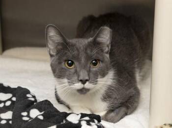 MOUSE -  Domestic Short Hair Cat for Adoption in Phoenix, Arizona - MOUSE | PetCurious
