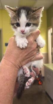 Bridget -  Domestic Short Hair Cat Available for Adoption in Rockwall, Texas - Bridget | PetCurious