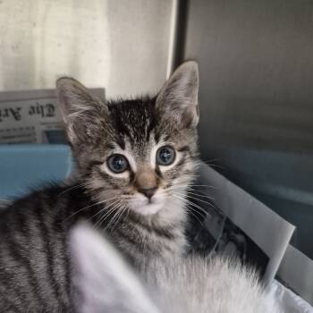 Rescue Domestic Short Hair Cats for Adoption in Ardmore, Oklahoma - Two | PetCurious