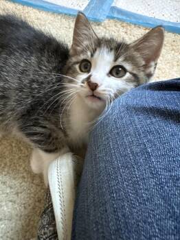 Domestic Short Hair Cats Available for Adoption in Rochester, Indiana - Ranger | PetCurious